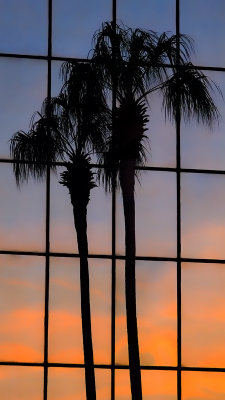 Palm and Palm Reflection