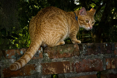 On the Garden Wall