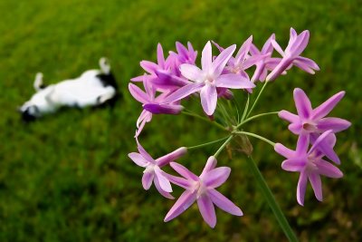 Flower and Lazy Cat