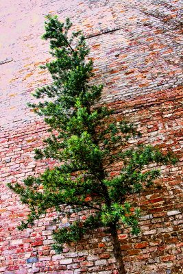 Tree and Brick Wall