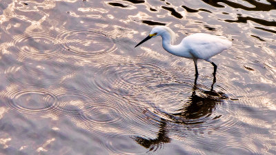 Egret with Ripples