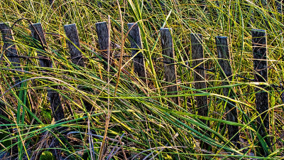 Grass and Fence