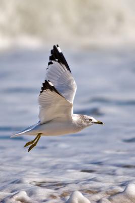 Gull in the Surf