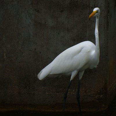 Urban Egret