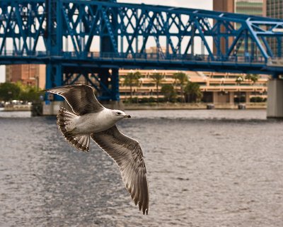 Gull and Mainstreet Bridge