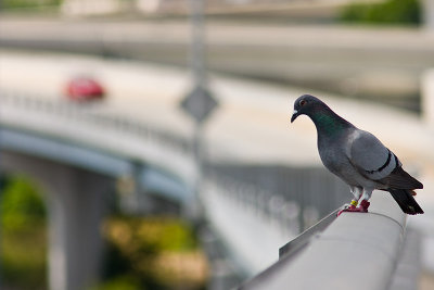 Pigeon and Expressway