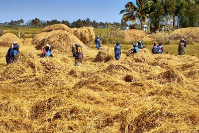 Rice Harvest