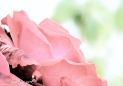 Blemished Rose