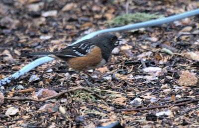Towhee