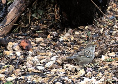 Sparrow of Some Sort