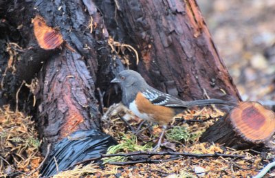 Another Towhee