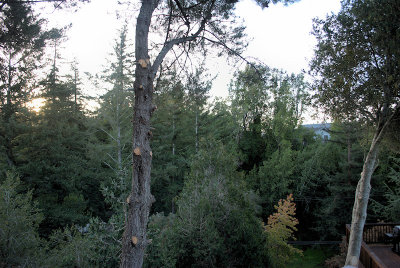 Sunrise in the Newly Trimmed Backyard