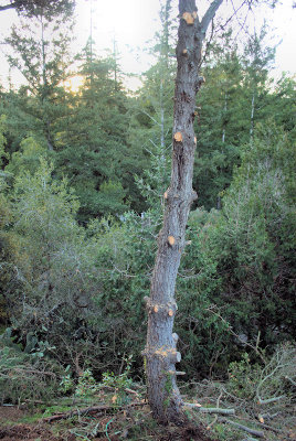The Other Monterey Pine - See how high they trimmed