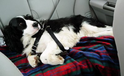 Wrongway in the Car