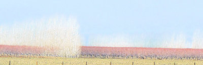 Tree Line