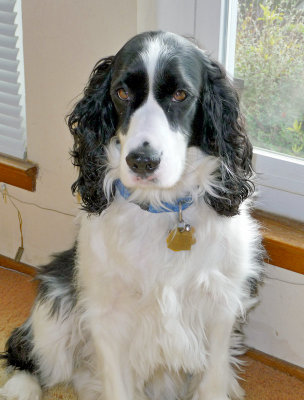 Trip to Adopt Ronnie