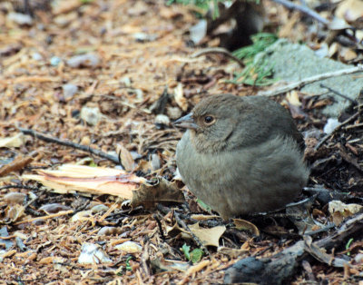 Small Fluffy Bird