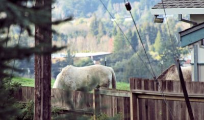 From the Front Porch - Horses