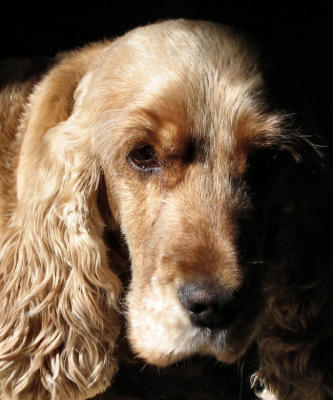 Murphy in the Sun Light