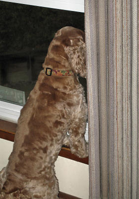 Murphy on Watch for the Guests