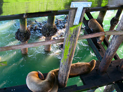 g3/05/357105/3/56062470.556J_sealions.jpg