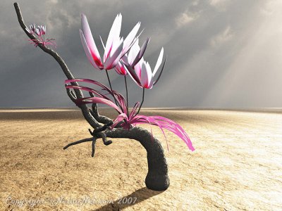 Desert Flower