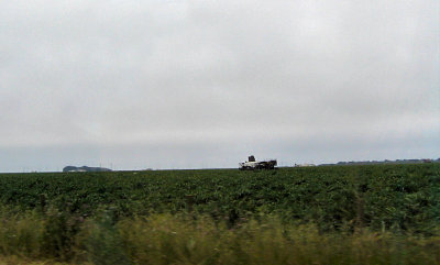 Artichoke Field on the way