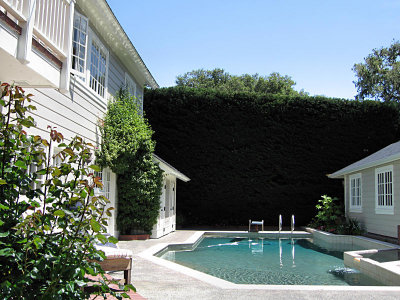 80 Year Old Hedge Behind the Pool
