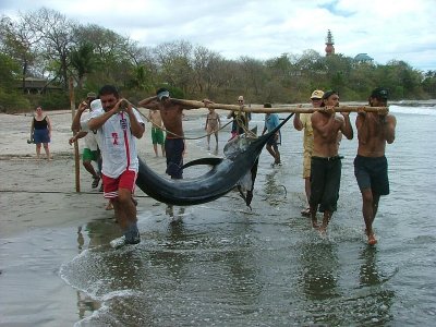 BlueMarlin caught in Nosara 2005
