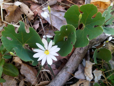 Bloodroot BB 01.jpg