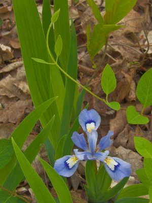 Crested Dwarf Iris Jenny Ridge NIK sRGB 8