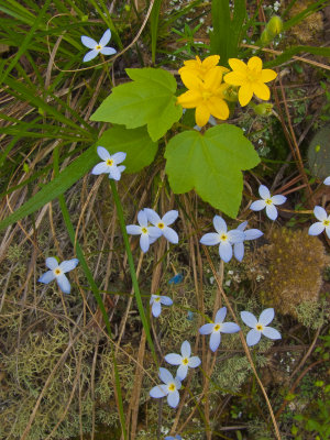Yellow Star Grass and Bluets NIK sRGB 8