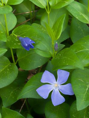 Periwinkle 01 NIK sRGB 8