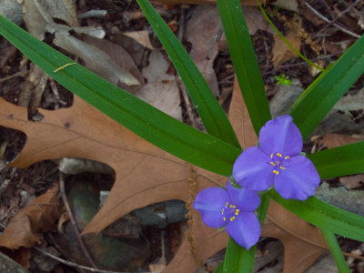 Spiderwort and Maple Leaf