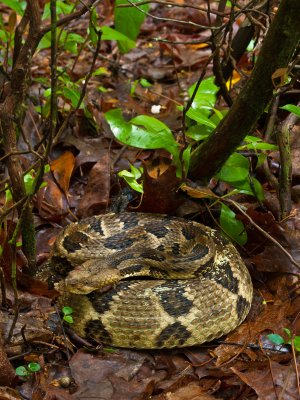 Timber Rattlesnake P5177644 sRGB 8bit 1600