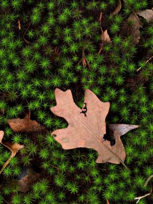 Oak Leaf and Moss sRGB REDUX.jpg
