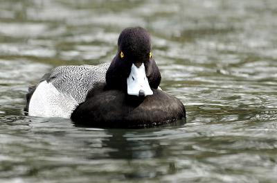 Lesser Scaup 1