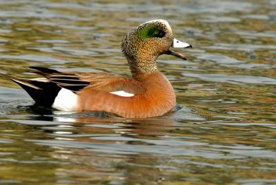 American Wigeon.jpg