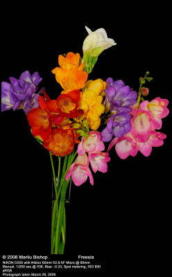 g3/05/4005/3/57802481.Freesia.jpg