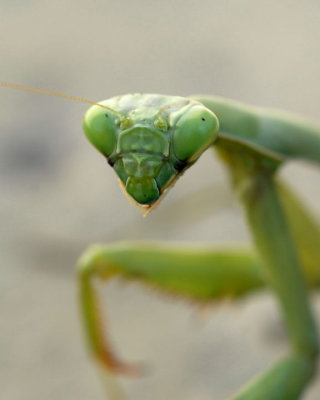 Head-Mantis