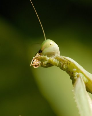 Head-2-Mantis