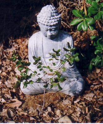 buddha by live oak