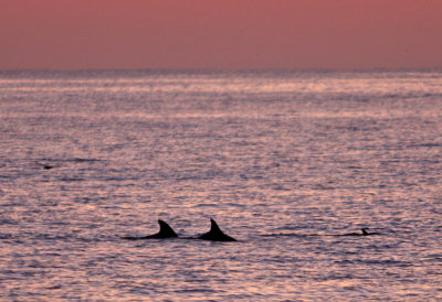 Dolphins at Sunrise
