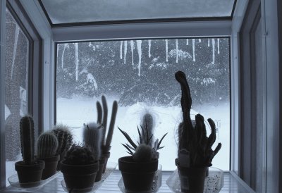 Blizzard conditions  thru the greenhouse window.