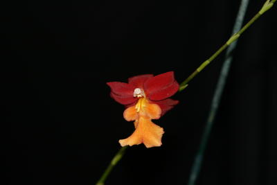 Orchids - Burr. Stenfen Isler 'Lava Flow'