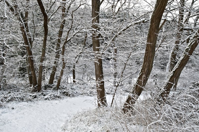wintersnow 1.jpg