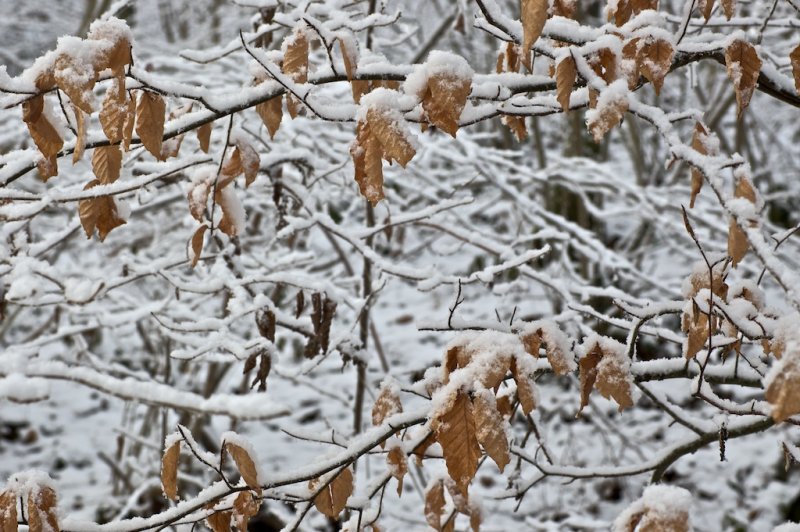 wintersnow 4.jpg