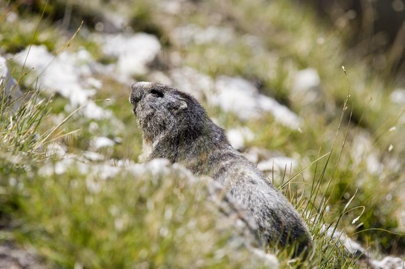 marmottegrimpante
