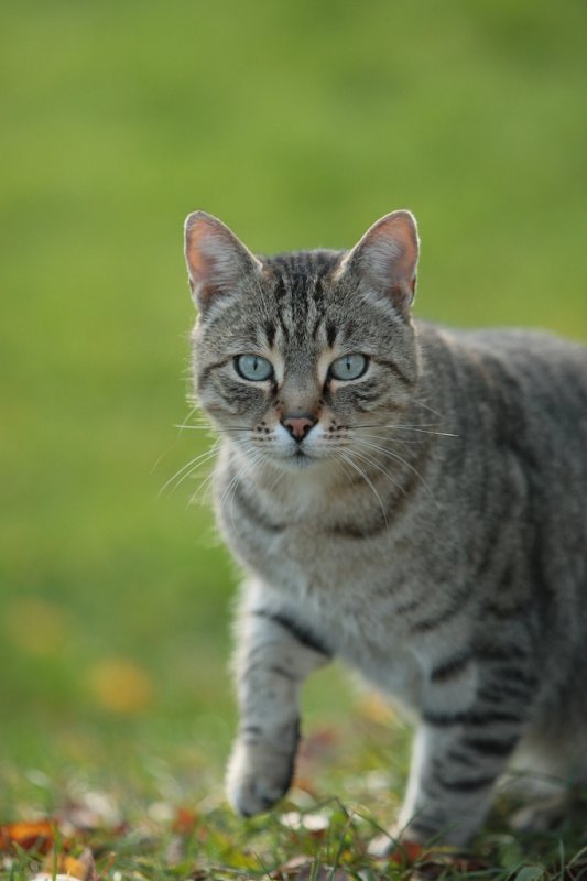 chat durdat.jpg