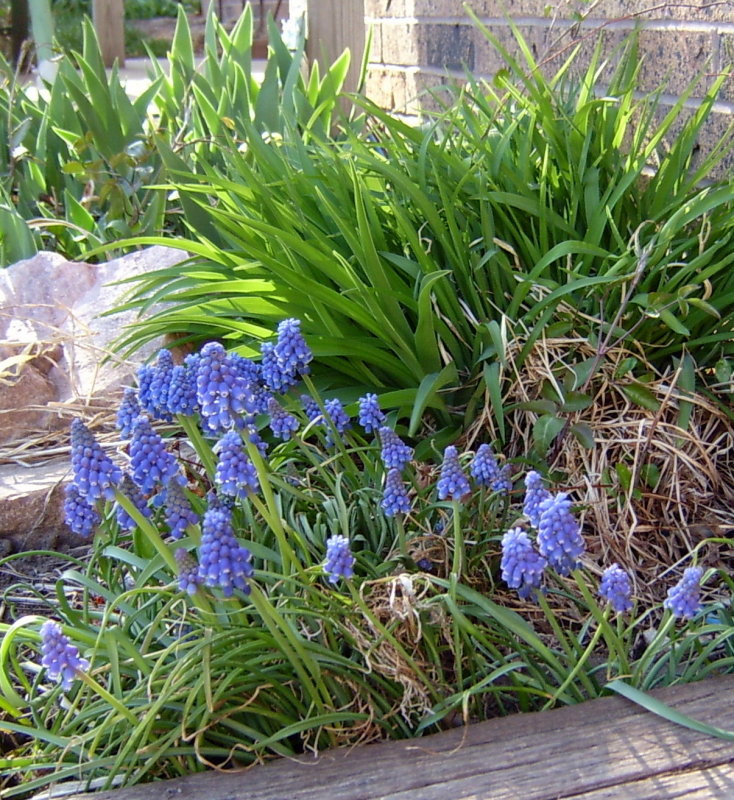 Grape Hyacinth